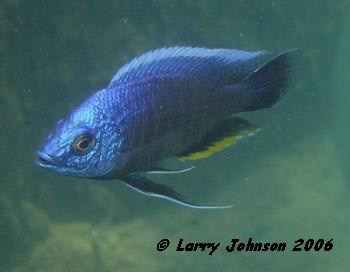 Copadichromis borleyi 'Otter Point'